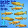 gold zebra danio