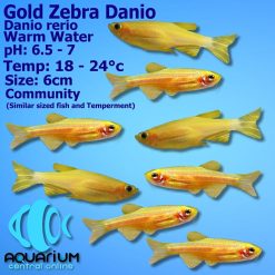 gold zebra danio
