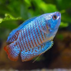 neon dwarf gourami male