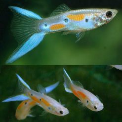 japan blue double swordtail male