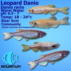 leopard danio