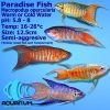 paradise fish male