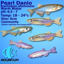 pearl danio