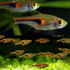 Hengeli Rasboras