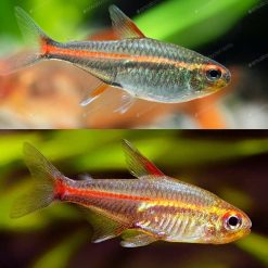Glolite Glowlight Tetra