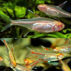 albino glowlight tetra