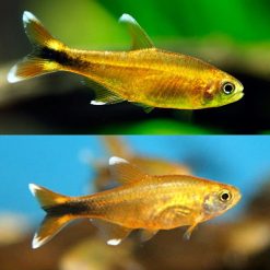Silvertip Tetra