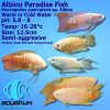 albino paradise fish