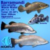 native barramundi medium