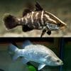 Barramundi