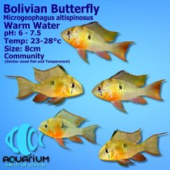 Bolivian Butterfly Cichlid