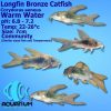 Longfin Bronze Cory Catfish
