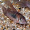 Longfin Bronze Cory Catfish