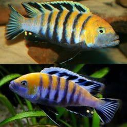 Cobue Afra Cichlid