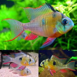 Bolivian Butterfly Cichlid (Microgeophagus altispinosus)