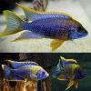 Lwanda Peacock Cichlid