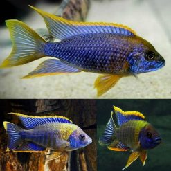 Lwanda Peacock Cichlid