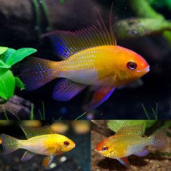 Dwarf Gold Ram Cichlid