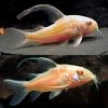 Longfin Albino Peppered Cory Catfish