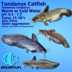 Tandanus Eel Tail Catfish