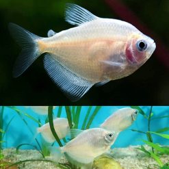 gold white black widow tetra