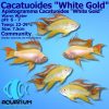 Apistogramma Cacatuoides White Gold