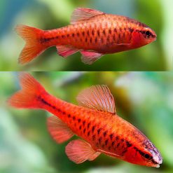 Cherry Barbs