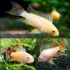 Gold Cockatoo Dwarf Cichlid