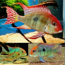 Red Head Tapajos Cichlid