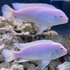Albino Socolofi Snow White Cichlid, Albino Pindani, Albino Labidochromis