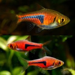 Espei Rasbora