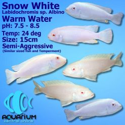Snow White Cichlid Albino Socolofi