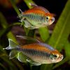 Congo Tetra Male Jumbo