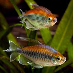 Congo Tetra Male Jumbo