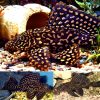 gold spot plecostomus catfish