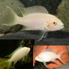 Albino Princess Brichardi Cichlid