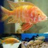 Albino OB Peacock Cichlid