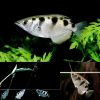 Banded Archer Fish