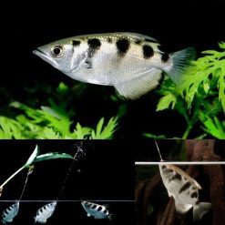 Banded Archer Fish