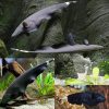 Black Ghost Knifefish Medium 10-12cm