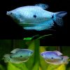 blue gourami