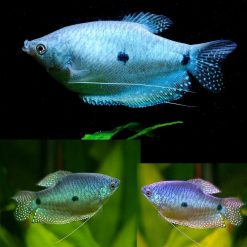 blue gourami