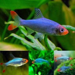burmese rummy nose tetra