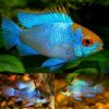 Electric Neon Blue Ram Cichlid