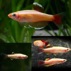 Gold White Cloud Minnows