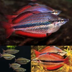 Goyder River Rainbowfish Male
