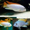 Greshakei Ice Blue Cichlids