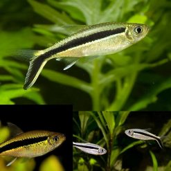 hockey stick penguin tetra