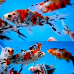 Shubunkin Goldfish