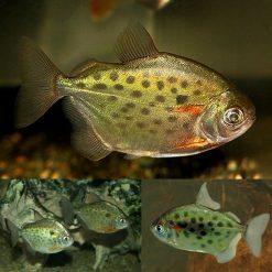 spotted silver dollar fish
